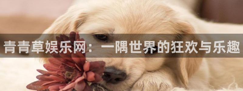 okooo澳客体育老板是谁：青青草娱乐网：一隅世界的狂欢与乐趣