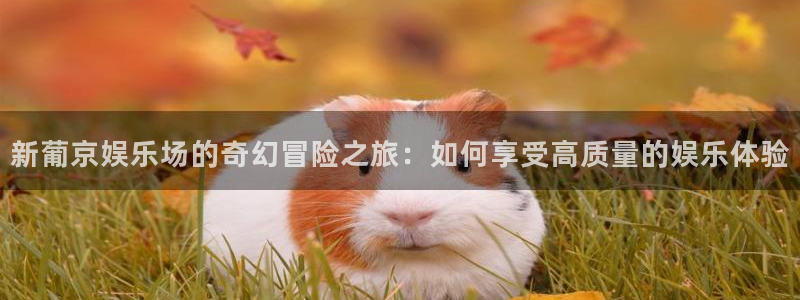 okooo澳客体育合法嘛：新葡京娱乐场的奇幻冒险之旅：如何享受高质量的娱乐体验